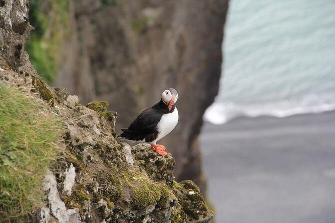 Glacier Lagoon, Diamond Beach, Black Sand Beaches and Waterfalls - Diamond Beach (Fellsfjara): icebergs on black sand