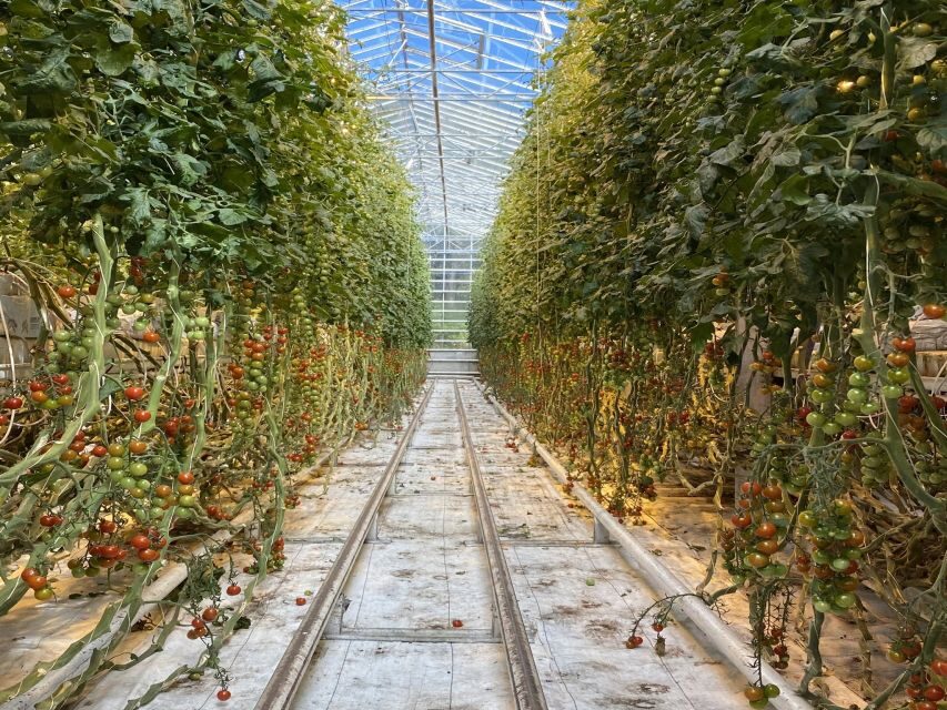 Golden circle, hot spring bakery, tomato farm private tour - A relaxed Golden Circle loop that starts and ends in Reykjavik
