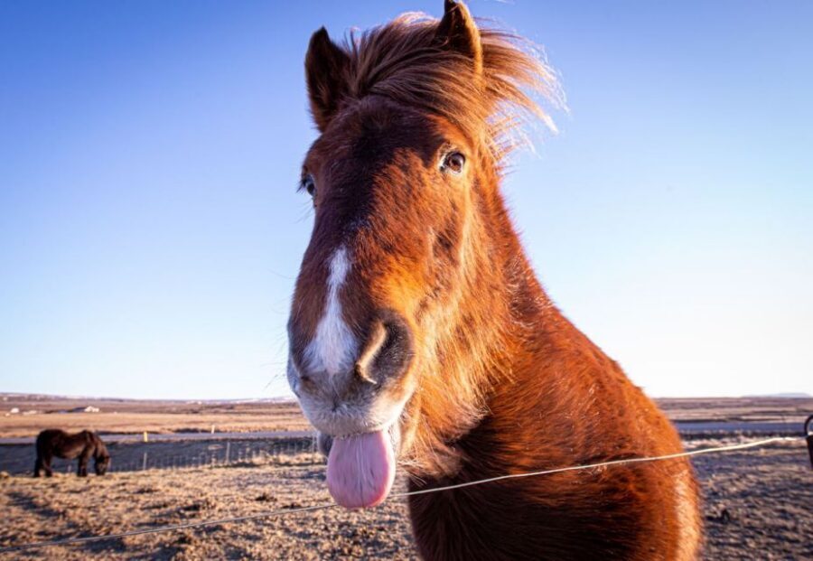 Golden circle, hot spring bakery, tomato farm private tour - Horse feeding on the route: a friendly reset