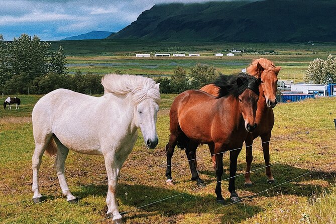 Golden Circle Small Group Day Tour - Why this Golden Circle day feels easier than self-drive