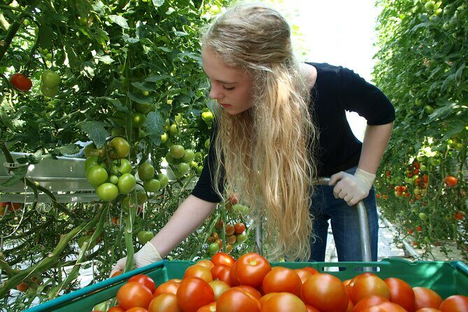 Golden Circle Tales, Tomato Farm & Kerid – Small Group from RVK - Small Group Comfort and How That Affects Your Day