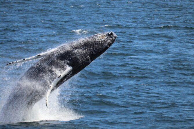 Guided Whale Watching Experience from Reykjavik - Key things that make this whale-watching tour worth your time
