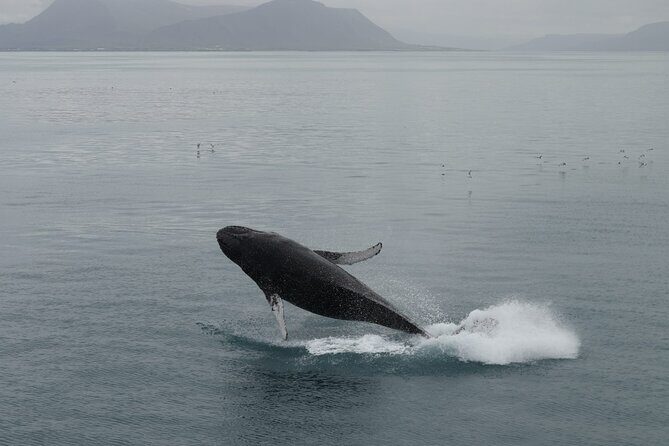 Guided Whale Watching Experience from Reykjavik - Reykjavik’s Old Harbour: the easiest launch point for Faxafloi Bay