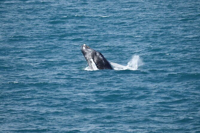 Guided Whale Watching Experience from Reykjavik - What happens on the water: how the guides raise your odds