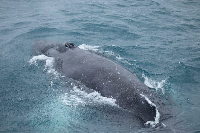 Guided Whale Watching Experience from Reykjavik - Reykjavik views that are actually part of the experience