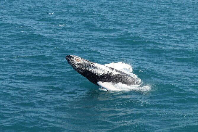 Guided Whale Watching Experience from Reykjavik - Cold deck reality: what to wear and how to plan your viewing time