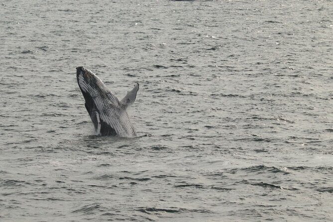 Guided Whale Watching Experience from Reykjavik - Motion sickness and rough-water days: the tour’s comfort plan
