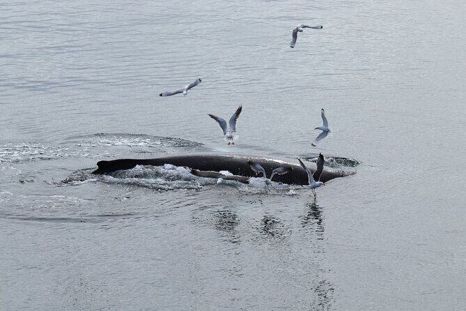 Guided Whale Watching Experience from Reykjavik - The free second tour: your safety net when sightings don’t happen