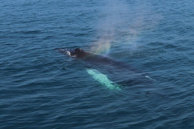 Guided Whale Watching Experience from Reykjavik - Price and time: does $97 make sense for this kind of tour?