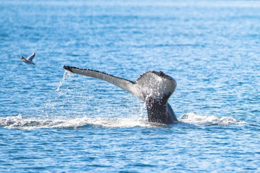 Hauganes: Whale Watching North Iceland - Key Points You Should Know Before You Go