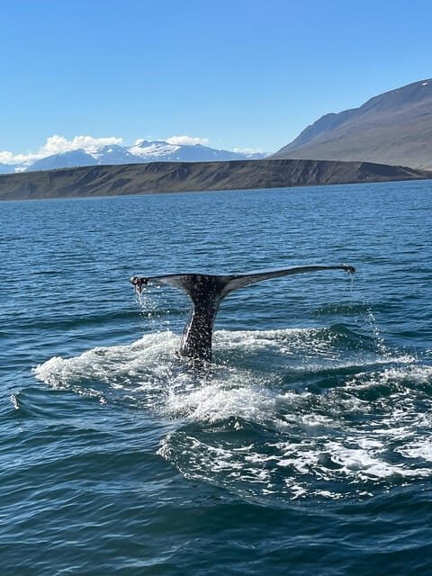 Hauganes: Whale Watching North Iceland - Why Hauganes Makes Whale Watching Feel Effortless