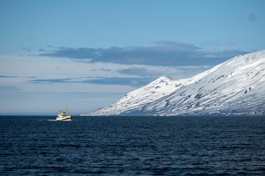 Hauganes: Whale Watching North Iceland - Tour Flow, Step by Step: Hauganes to One Hour with the Whales