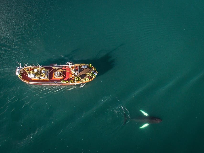Hauganes: Whale Watching North Iceland - Price and Value: Is $106 Worth It?