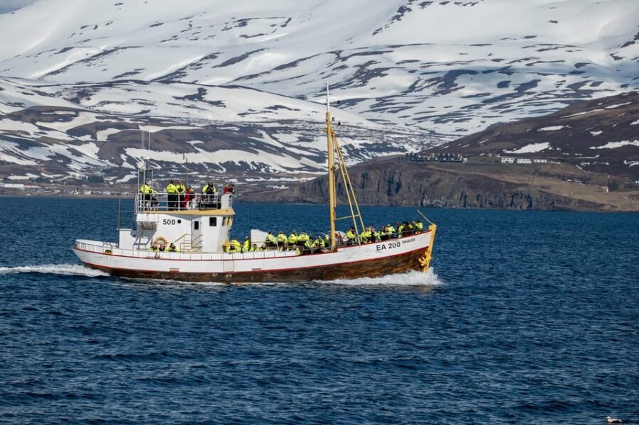 Hauganes: Whale Watching North Iceland - Who This Tour Fits Best (and Who Should Skip)