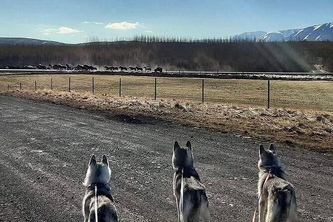 Hiking with Husky in Akureyri (private) - Key Highlights to Know Before You Go