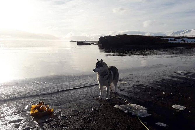 Hiking with Husky in Akureyri (private) - Meeting the Pack Just Outside Akureyri