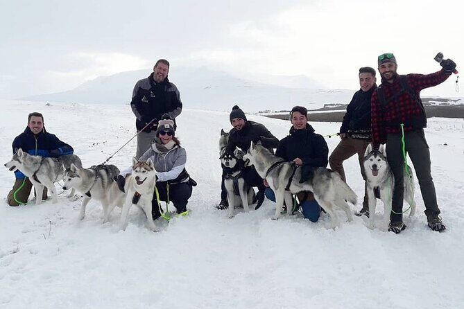 Hiking with Husky in Akureyri (private) - Choosing Your Husky and Getting Harnessed