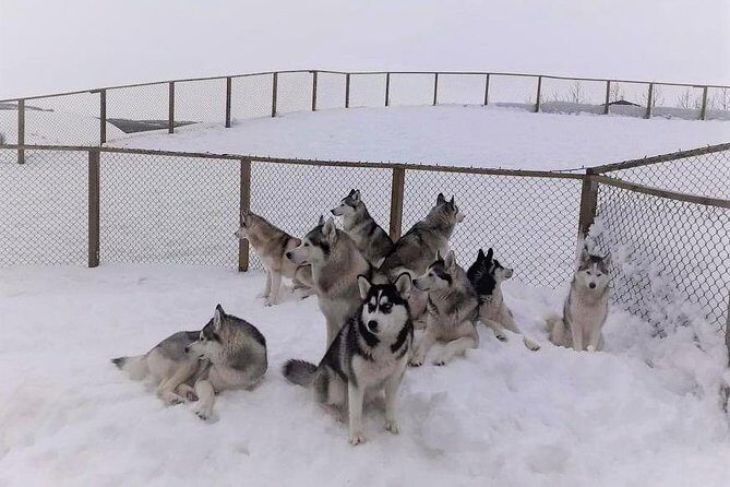 Hiking with Husky in Akureyri (private) - Price and Value: What You’re Really Paying For