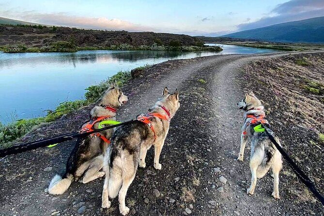 Hiking with Husky in Akureyri (private) - The Dog Meet-and-Greet: More Than Cuteness