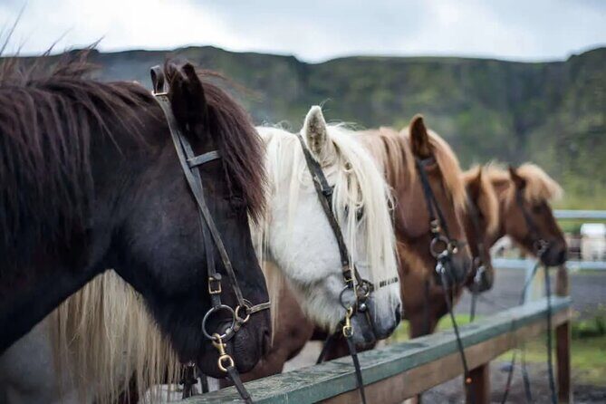 Horse Riding Tour in Reykjadalur (Smoky Valley)-All Riding Levels - Key things to know before you book