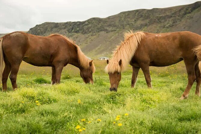 Horse Riding Tour in Reykjadalur (Smoky Valley)-All Riding Levels - The meeting point: what you’ll do before you mount