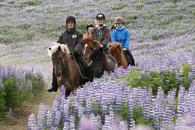 Horseback Riding Tour in Iceland - Learning Icelandic horse culture while you ride