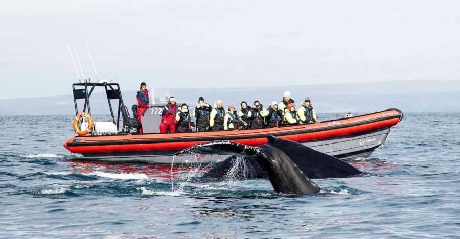 Húsavík: Big Whales and Puffin Island Speedboat Tour - Key things to know before you go