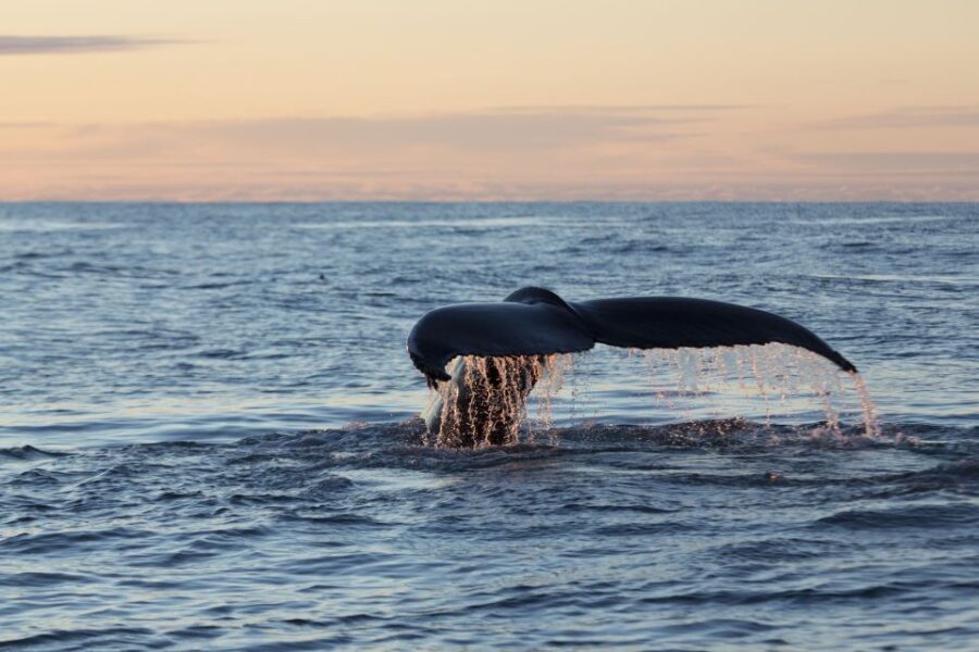 Húsavík: Big Whales and Puffin Island Speedboat Tour - Should you book the Húsavík Big Whales and Puffin Island Speedboat Tour?