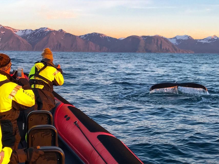 Húsavík: Big Whales and Puffin Island Speedboat Tour - Why Húsavík and Skjálfandi Bay are prime whale territory