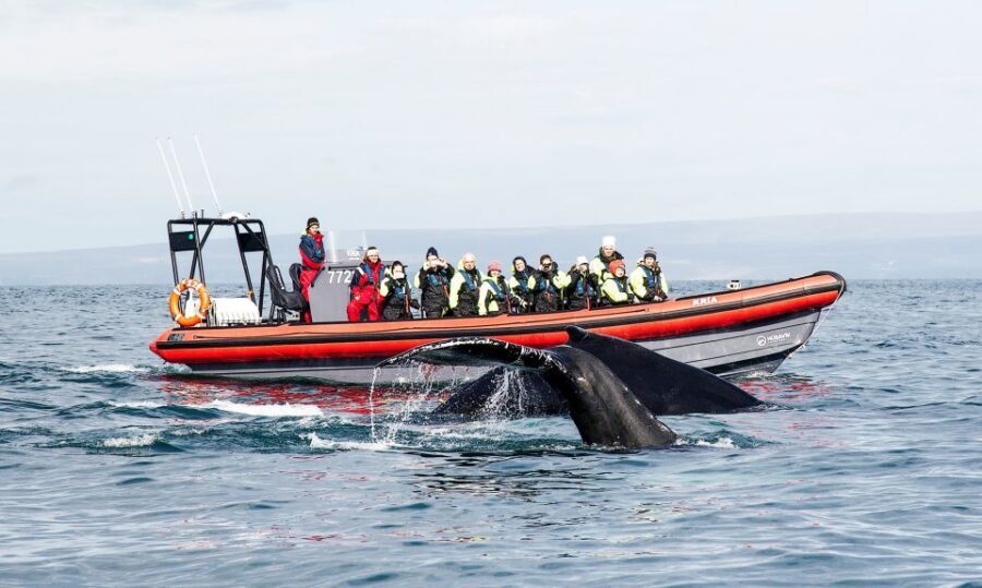 Húsavík: Big Whales and Puffin Island Speedboat Tour - The RIB ride: speed, safety, and why close sightings happen