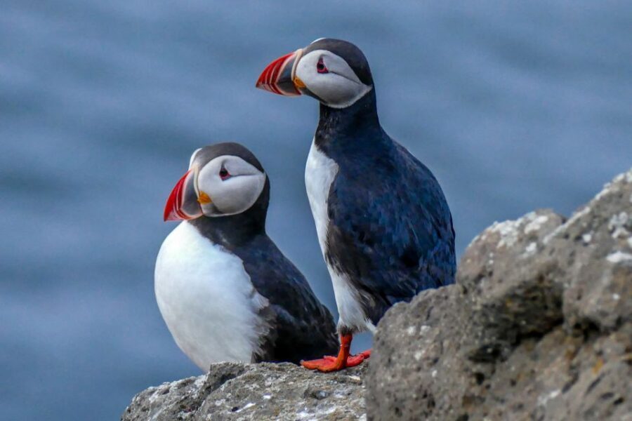 Húsavík: Big Whales and Puffin Island Speedboat Tour - Warm gear and what to bring (because cold is real)