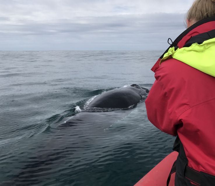Húsavík: Big Whales and Puffin Island Speedboat Tour - Price and value: is $198 per person worth it?