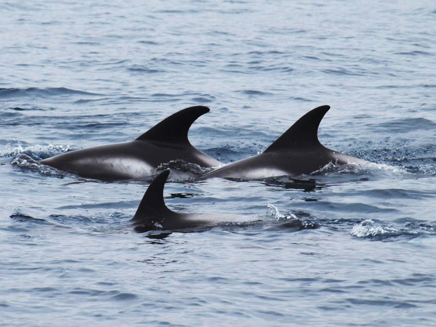 Húsavík: Big Whales and Puffin Island Speedboat Tour - Who this tour is best for (and who should skip it)