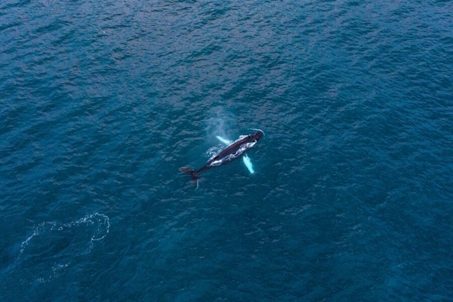 Húsavík: Big Whales and Puffin Island Speedboat Tour - Booking tips that make a difference on the day