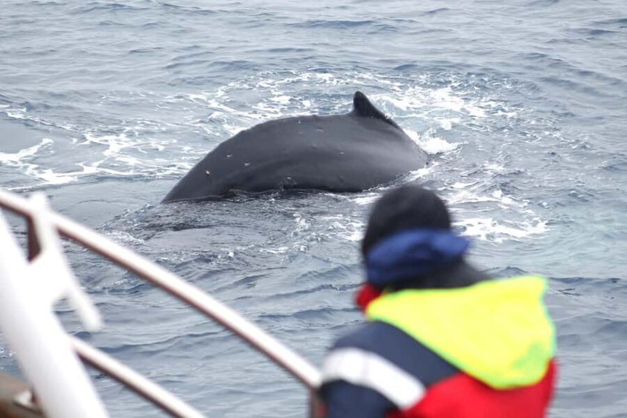 Húsavík: Family-Run and Guided Whale Watching Tour - Quick Takeaways for This Húsavík Whale-Spotting Trip