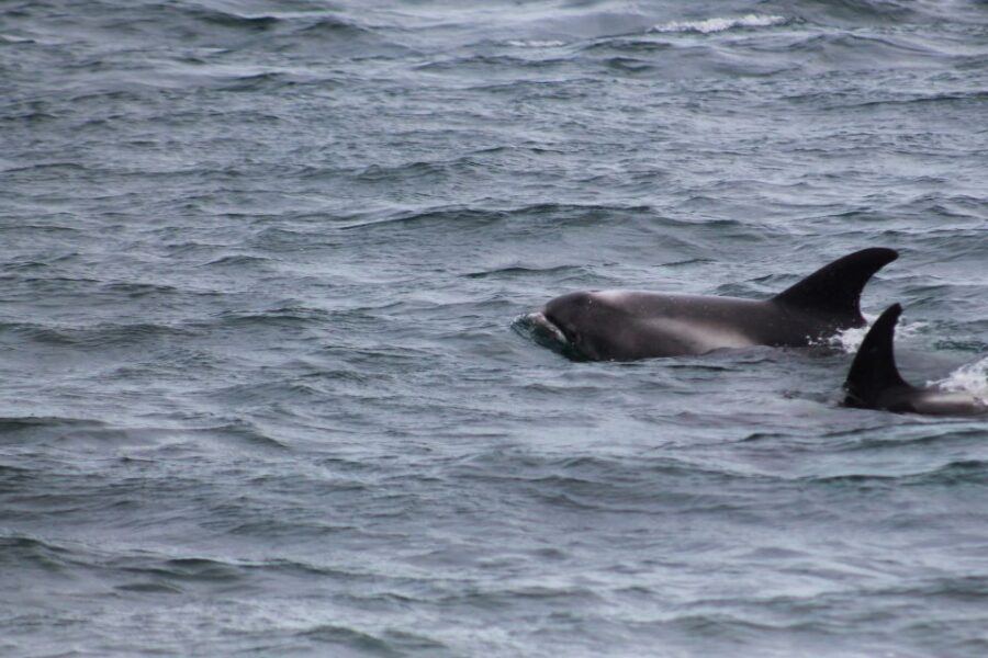 Húsavík: Family-Run and Guided Whale Watching Tour - After the Boat: Use Your Whale Museum Discount the Right Way