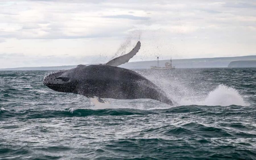 Húsavík: Family-Run and Guided Whale Watching Tour - Your 3-Hour Route: West Toward Kinnarfjöll and Through Skjálfandi Bay