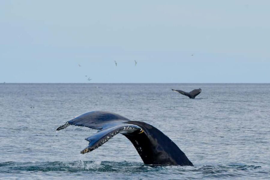 Húsavík: Family-Run and Guided Whale Watching Tour - Price and Value: Why $84 Works for a 3-Hour Whale Watch