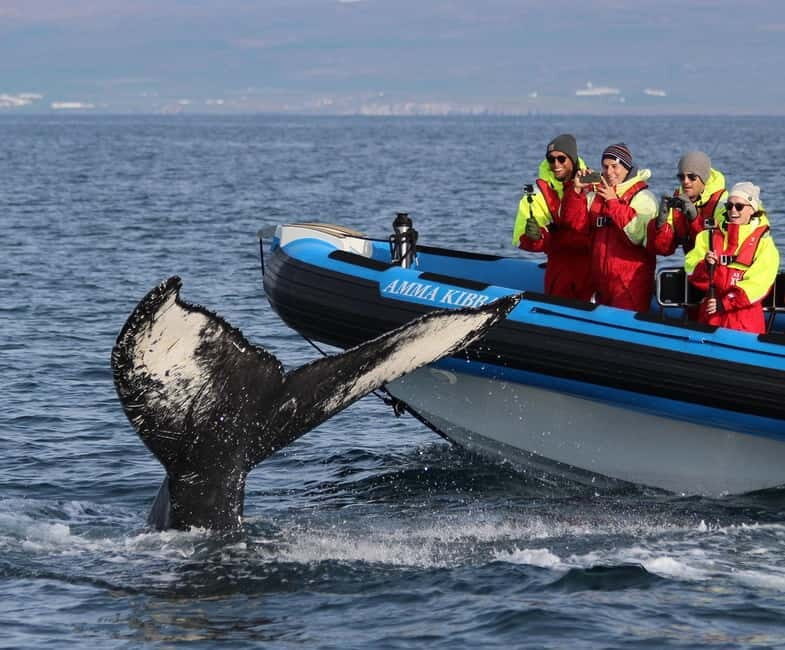 Húsavík: Original Big Whale Safari & Puffins by Speedboat - Key things to know before you go
