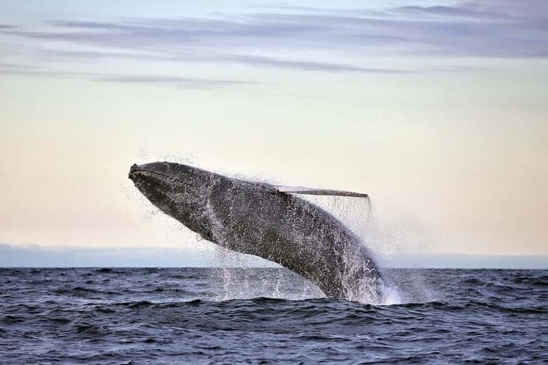 Húsavík: Original Big Whale Safari & Puffins by Speedboat - RIB speed in Húsavík: why it matters for whales