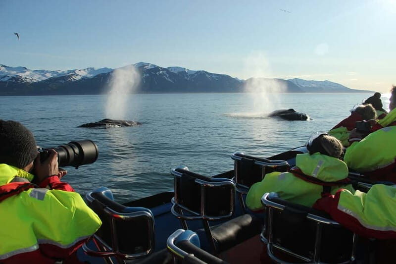 Húsavík: Original Big Whale Safari & Puffins by Speedboat - The guides and how they shape what you see