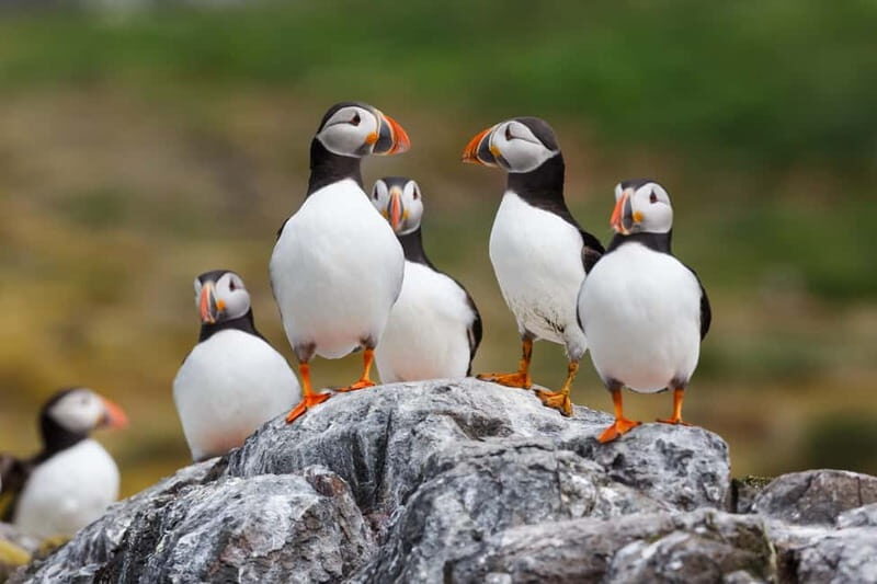 Húsavík: Original Big Whale Safari & Puffins by Speedboat - Dress like you mean it: staying warm on a fast, bouncy ride
