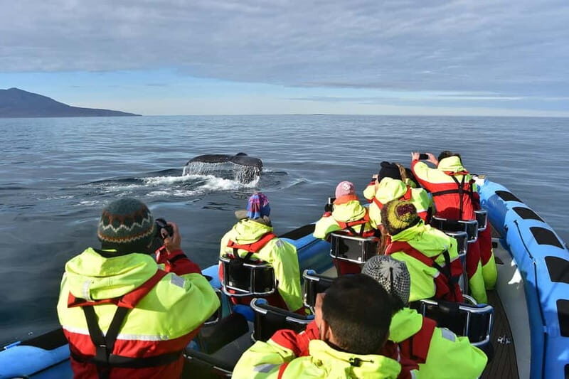 Húsavík: Original Big Whale Safari & Puffins by Speedboat - Price and value: is $159 worth it?