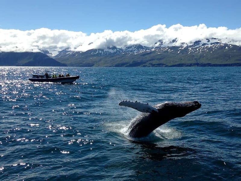 Húsavík: Original Big Whale Safari & Puffins by Speedboat - Who this whale safari suits best