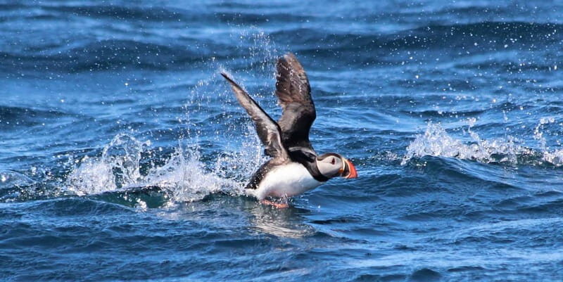 Húsavík: Original Big Whale Safari & Puffins by Speedboat - Practical tips to get more out of your spotting