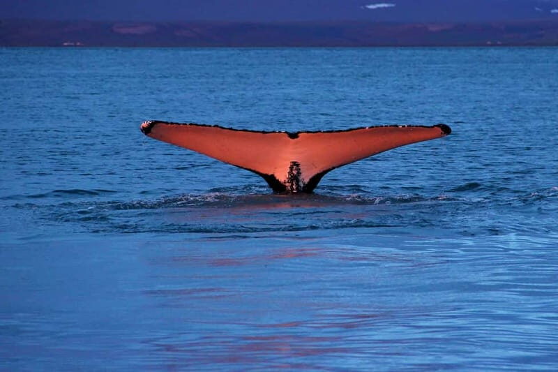 Húsavík: Traditional Whale Watching by Local Family Company - Gentle Giants and the traditional oak boat vibe
