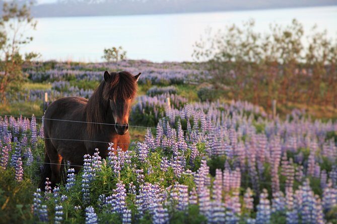 Húsavík walking tour - Husavikurkirkja: the church stop that gives you immediate orientation
