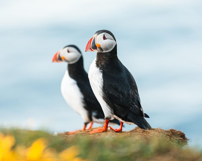 Húsavík: Whale-Watching Cruise and Puffins Guided Tour - Key Things You’ll Notice Right Away