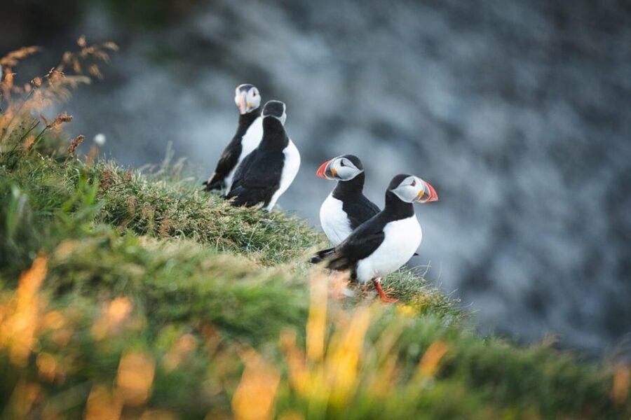 Húsavík: Whale-Watching Cruise and Puffins Guided Tour - What to Bring: Warm Clothes, Close-Toed Shoes, and Real Gloves
