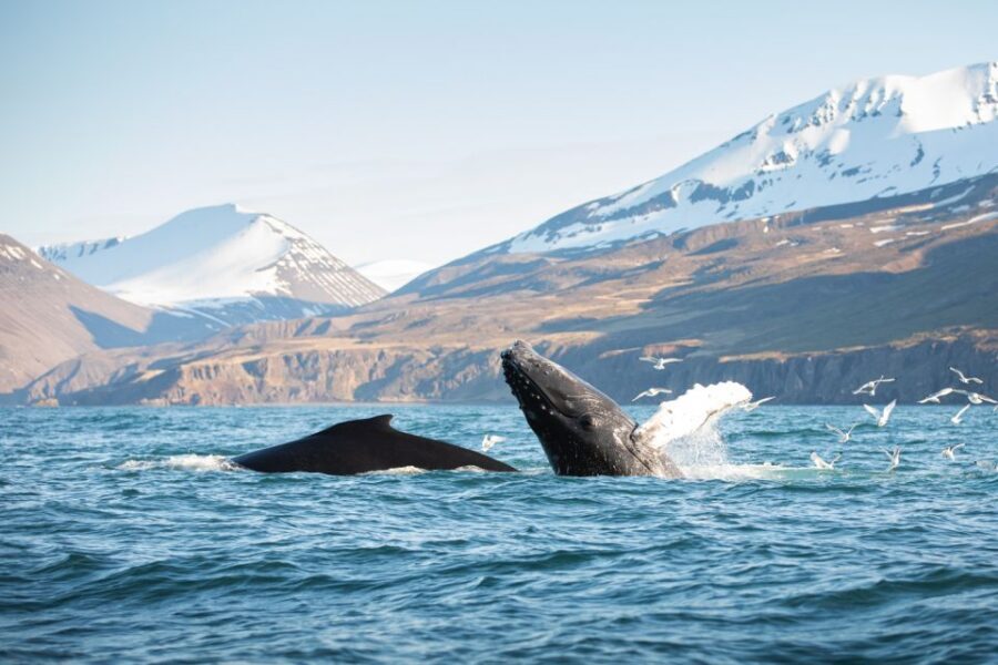 Húsavík: Whale-Watching Cruise and Puffins Guided Tour - Skjálfandi Bay in Húsavík: Why This Area Delivers